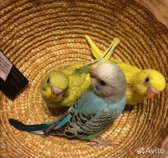 Попугаи домашнего разведения