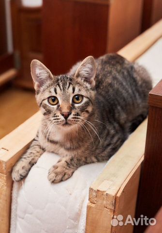 Котик Мускатик в поисках семьи объявление продам