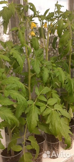 Рассада помидор