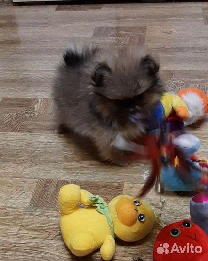 Девочка мини