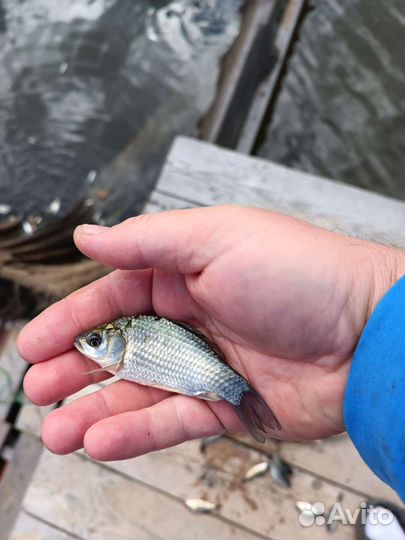 Живец для рыбалки