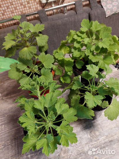 Пеларгония герань