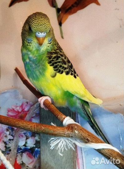 Птенец волнистого попугая