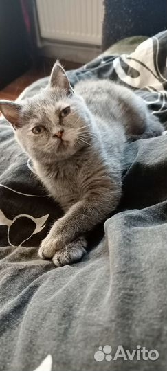 Шотландская