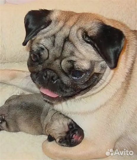 Щенки мопса