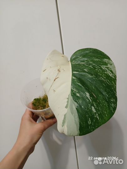 Монстера альба