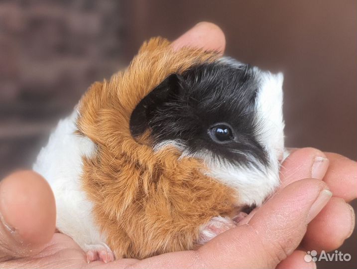 Морские свинки