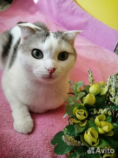 Испытавшая предательство