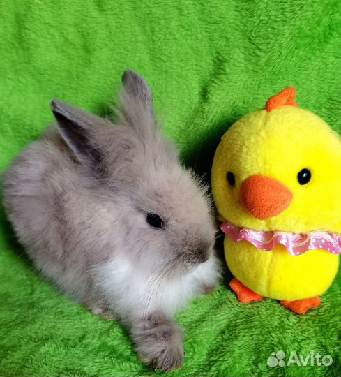 Карликовые кролики