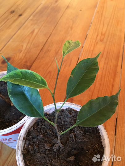 Фикус Анастасия