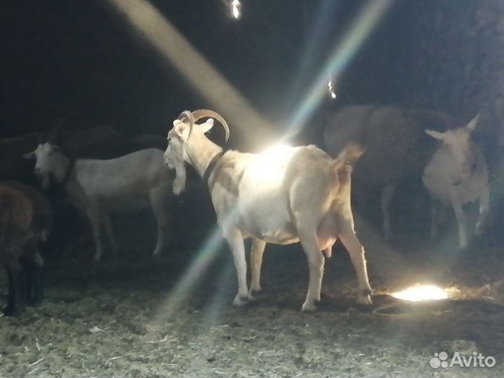 Козье молоко домашнее