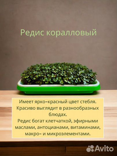 Микрозелень