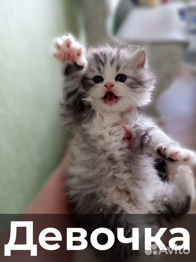 Шотландские котята