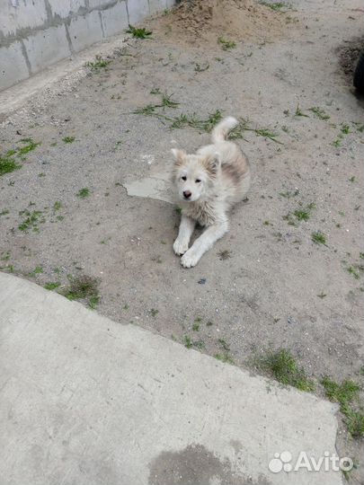 Найдена собака