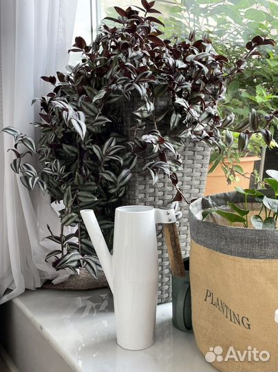 Традесканция зебрина силвер