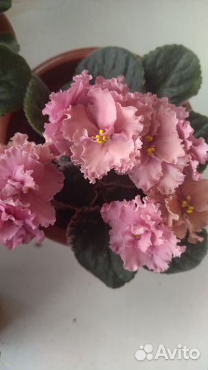 Сенполия. Черенки