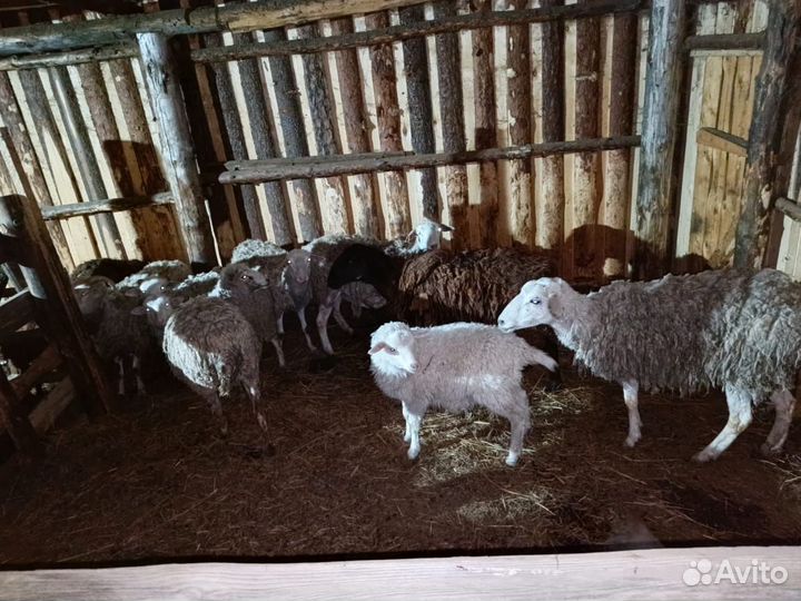 Овцы бараны