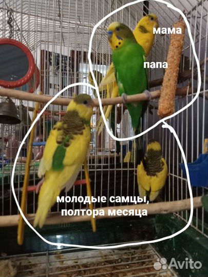 Продам молодых волнистых попугаев