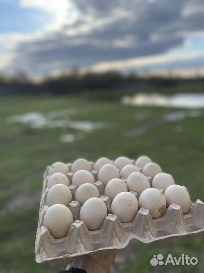 Инкубационное яйцо индоутки и кряквы