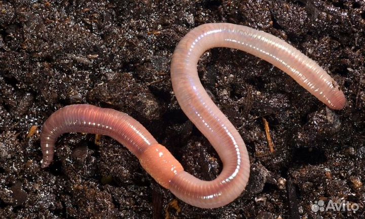 Черви для рыбалки