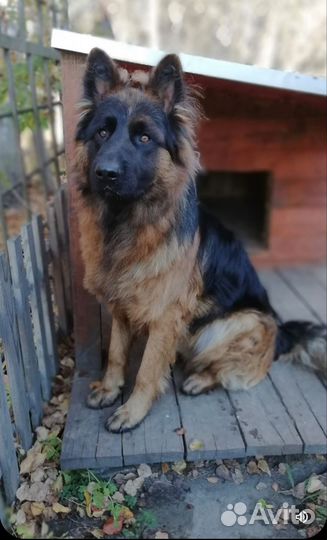 Вязка кобеля