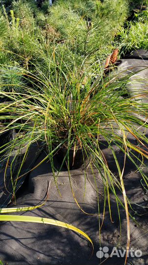 Осока гладконосая