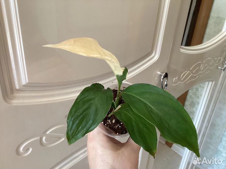 Домашние Спатифиллумы