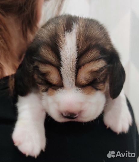 Щенки бигль