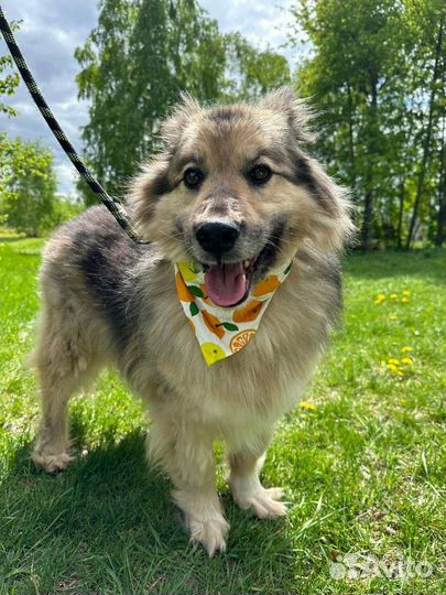 Собака в добрые руки отдам бесплатно