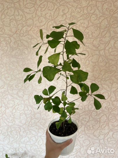 Фикусы Бенджамина