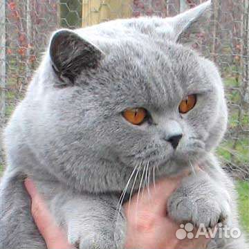 Чистокровные британские котятки