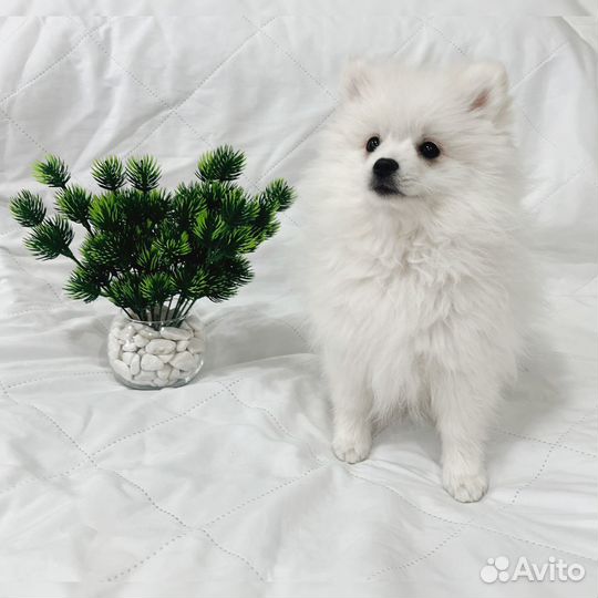 Счастье в дом