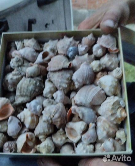 Морские и речные ракушки. Набор для аквариума