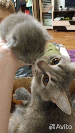 Кошка в дар бесплатно