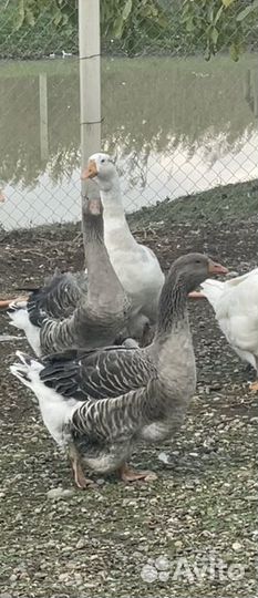 Тулузские гуси