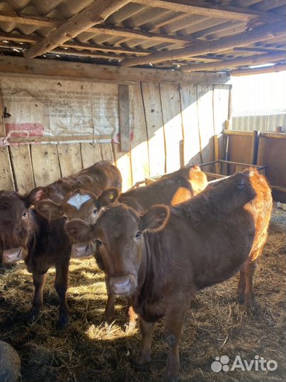 Телочки на племя