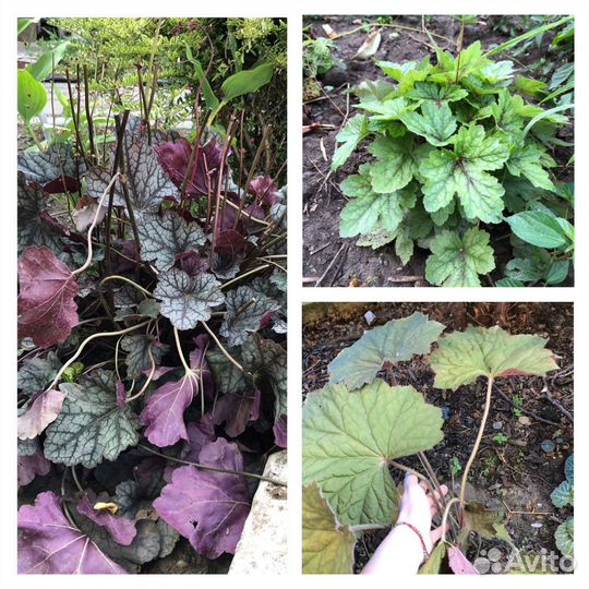 Цветы для сада