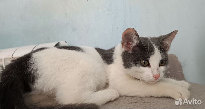 Котенок ищет дом