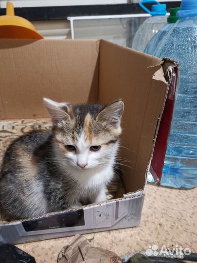Кошка турецкая ангора