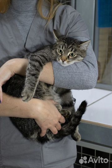 Молодой котик