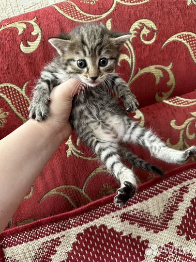 Котята бесплатно