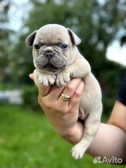 Французский бульдог