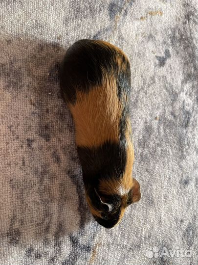 Морская свинка