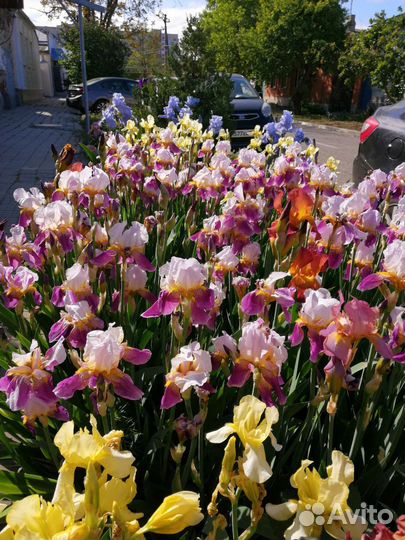 Ирисы бородатые