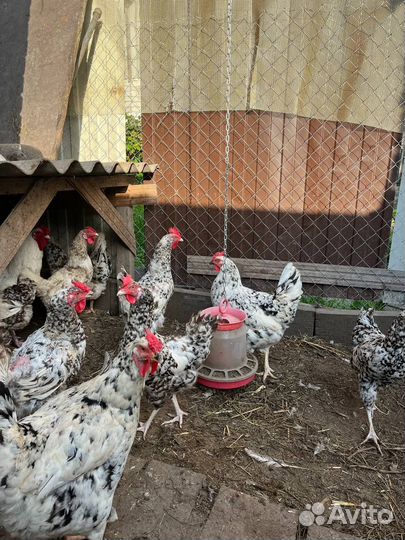Куры петухи