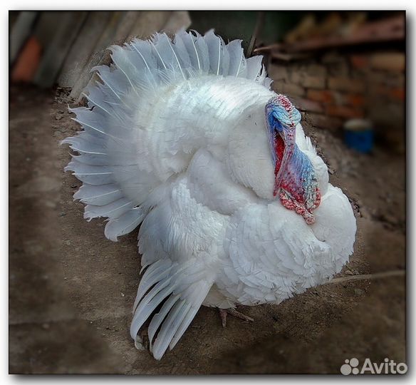 Индюки биг-6