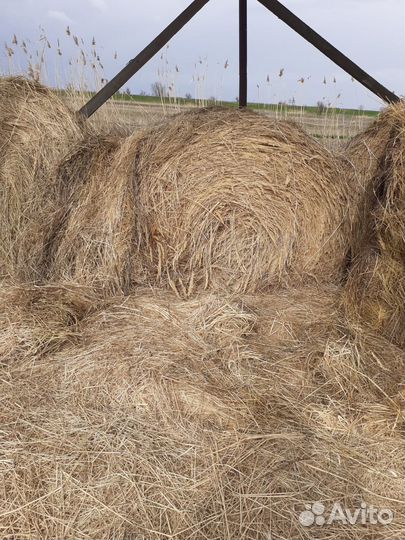 Продам сено в рулонах