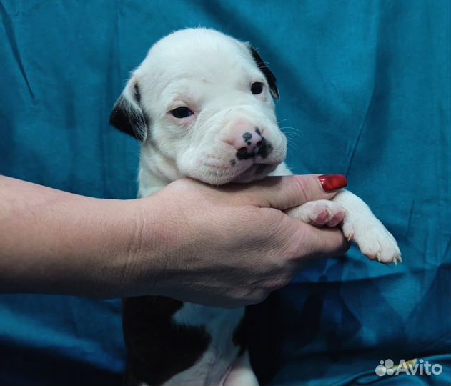 Стаффордширский терьер щенки