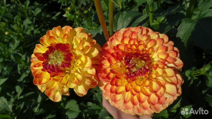 Клубни георгин