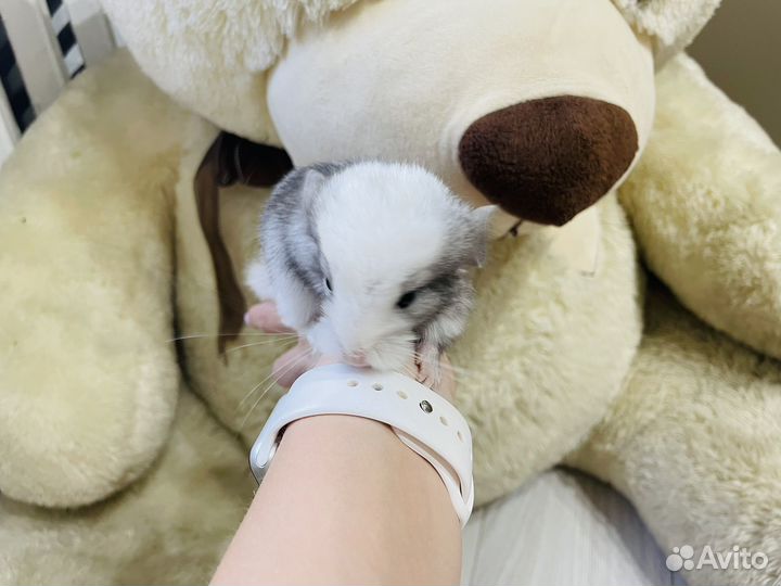 Шиншилла девочка